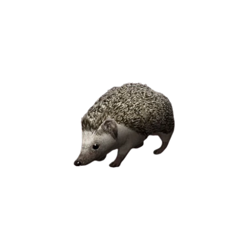 Four-toed Hedgehog